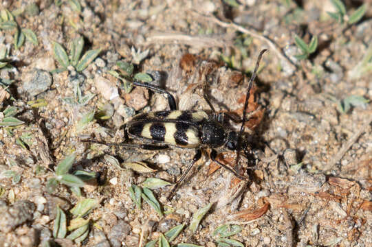 Image of Judolia instabilis (Haldeman 1847)