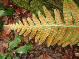 Image of Polypodium interjectum Shivas