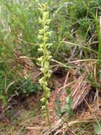 Image of Alaska Rein Orchid