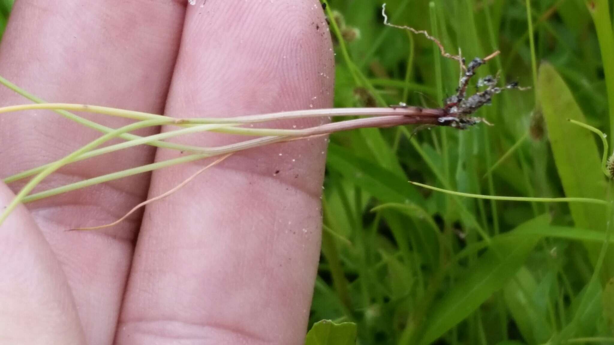 Image of Cyperus neochinensis (Tang & F. T. Wang) Bauters