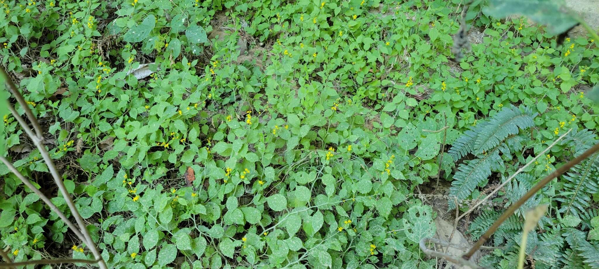 Image of whitehair goldenrod