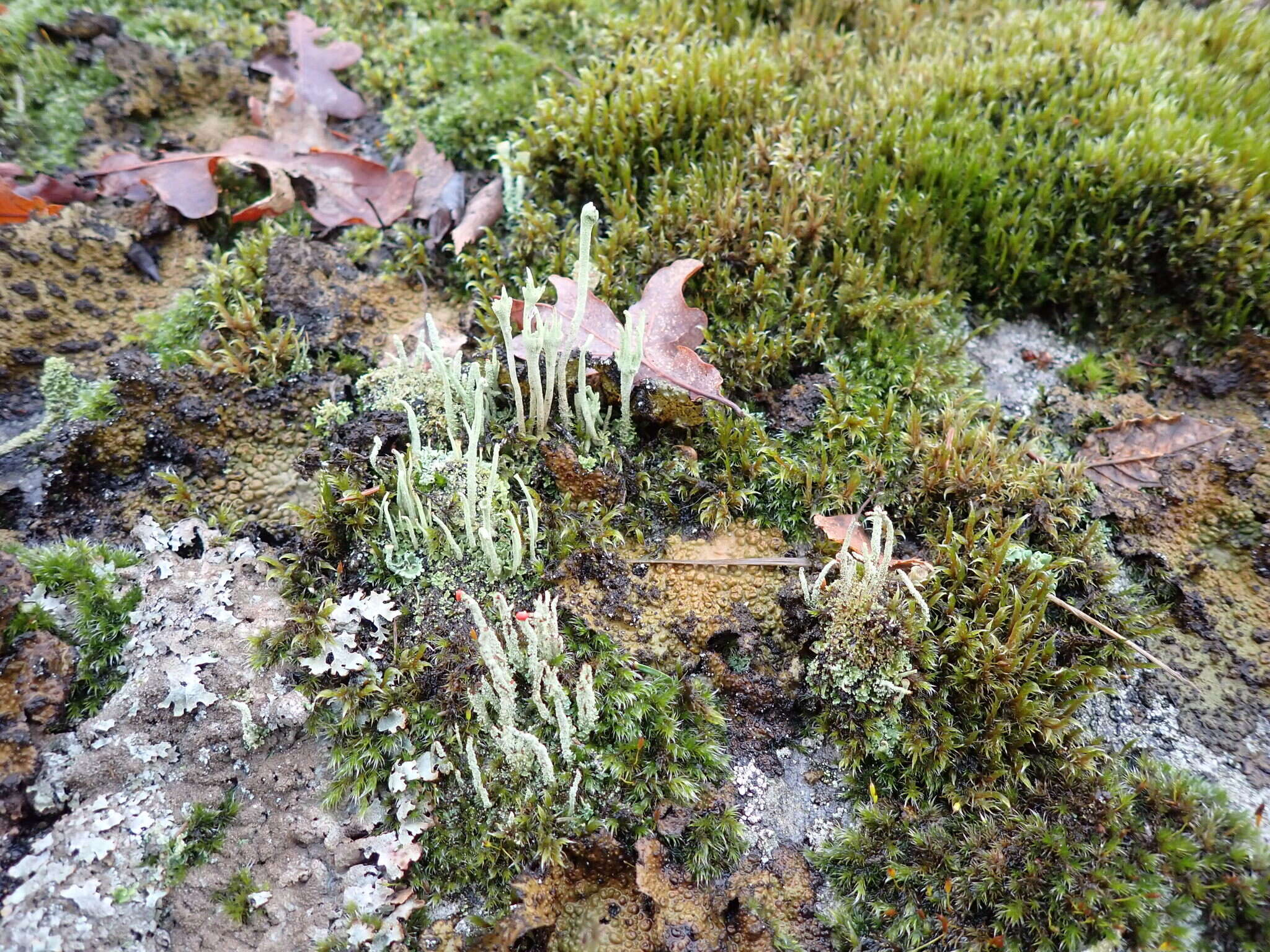 Image of cup lichen