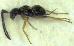 Image of Odiaglyptus biformis Noyes 1988