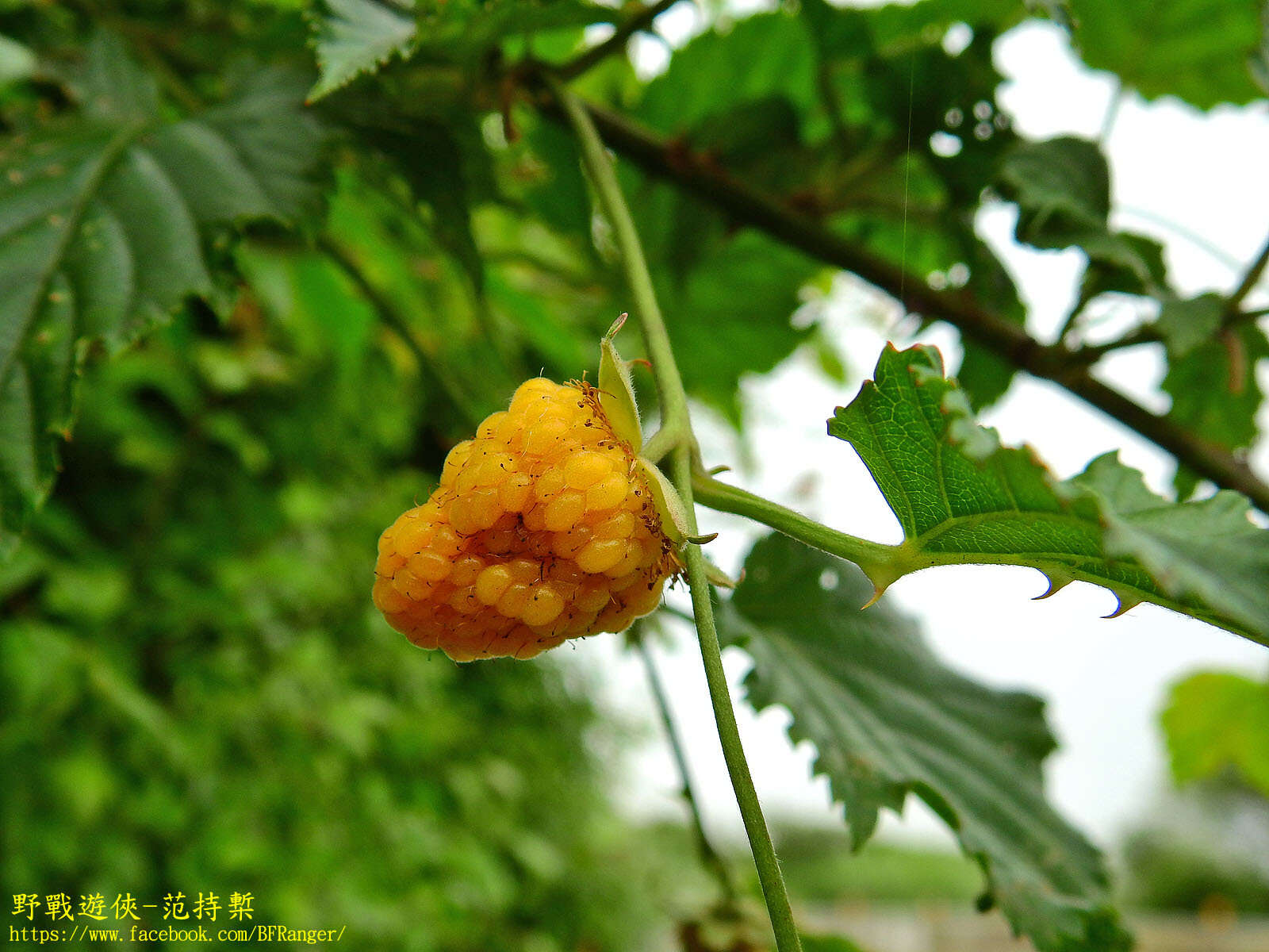 صورة Rubus corchorifolius L. fil.