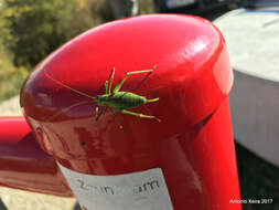 Image of speckled bush-cricket