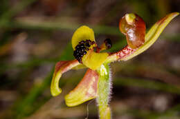 Caladenia bryceana subsp. bryceana的圖片