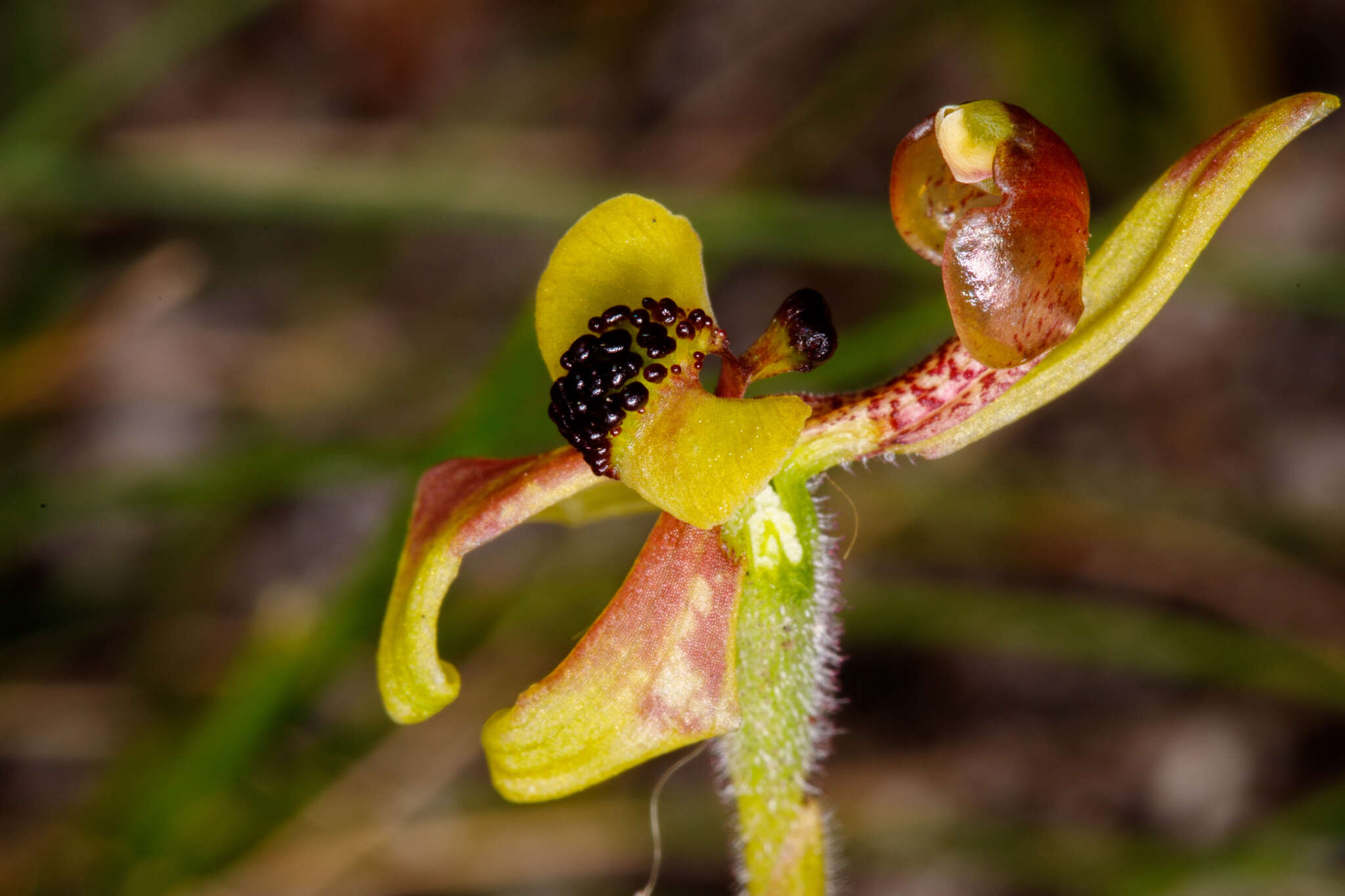 Caladenia bryceana subsp. bryceana的圖片