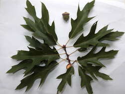 Imagem de Quercus heterophylla F. Michx.