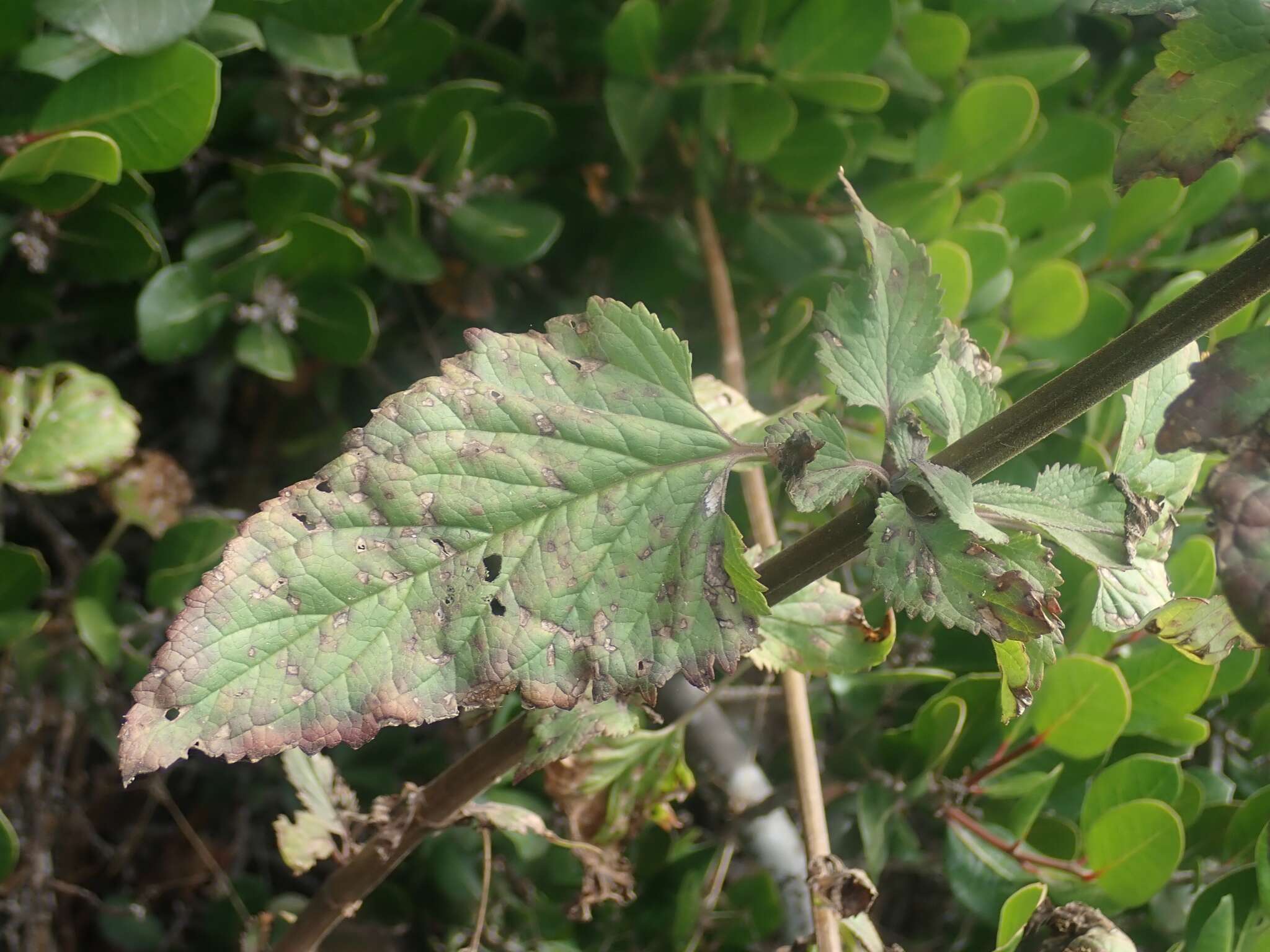 Imagem de Scrophularia villosa Pennell ex Millsp. & Nuttall