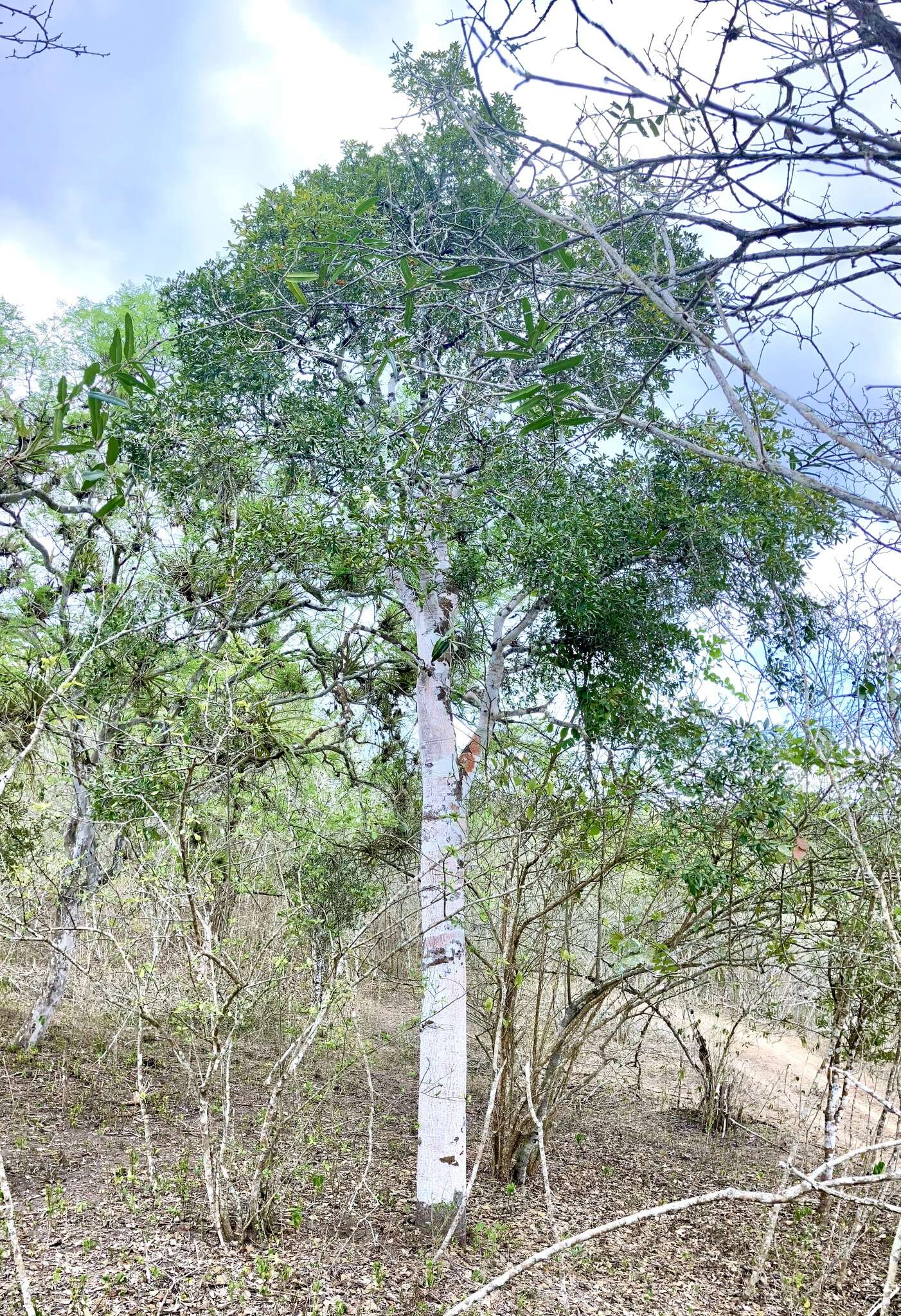 Image of Bonellia sprucei (Mez) B. Ståhl & Källersjö