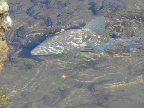 Image of Triggerfish