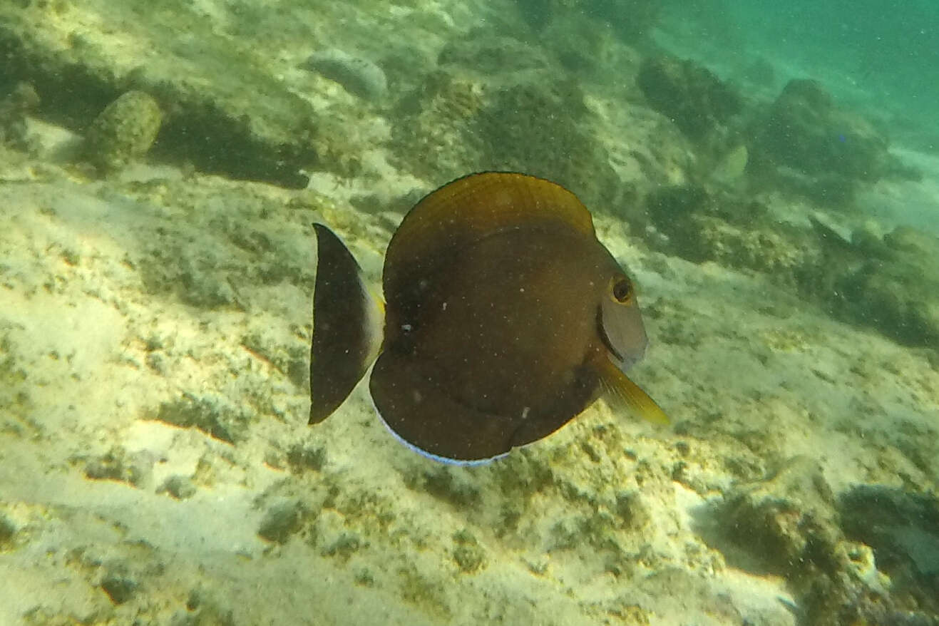 Image of Finelined Surgeonfish