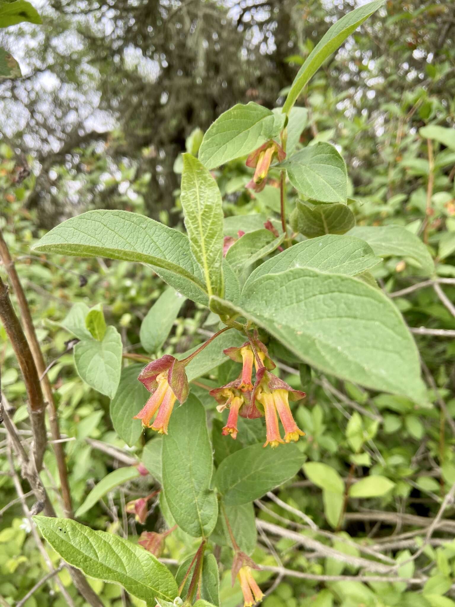 Imagem de Lonicera involucrata var. ledebourii (Eschsch.) Jeps.