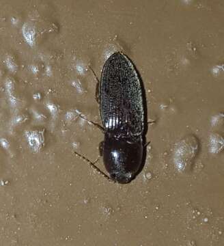 Image of Elateridae