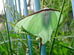 Imagem de Actias aliena (Butler 1879)