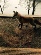 Image of American red fox