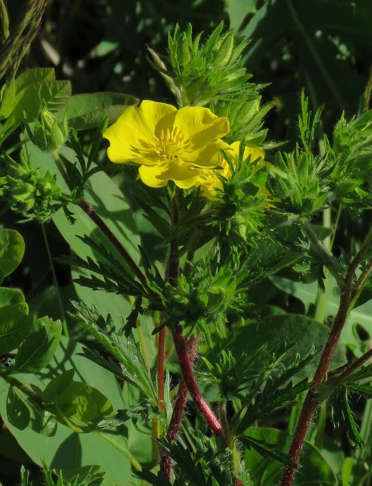 Image de Potentilla hirta L.