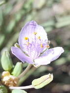 Image de Tradescantia occidentalis var. scopulorum (Rose) E. S. Anderson & Woodson