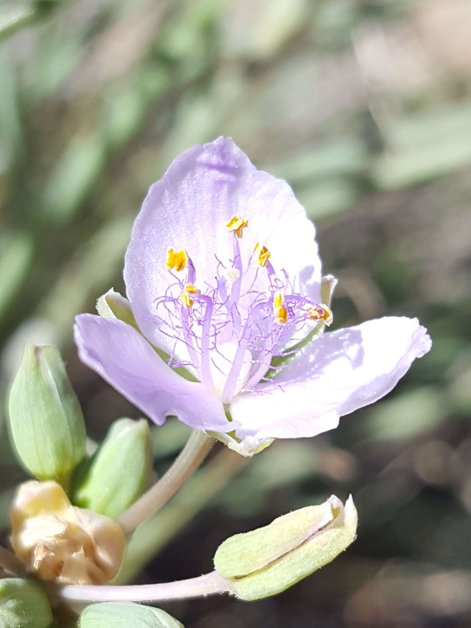 Image de Tradescantia occidentalis var. scopulorum (Rose) E. S. Anderson & Woodson