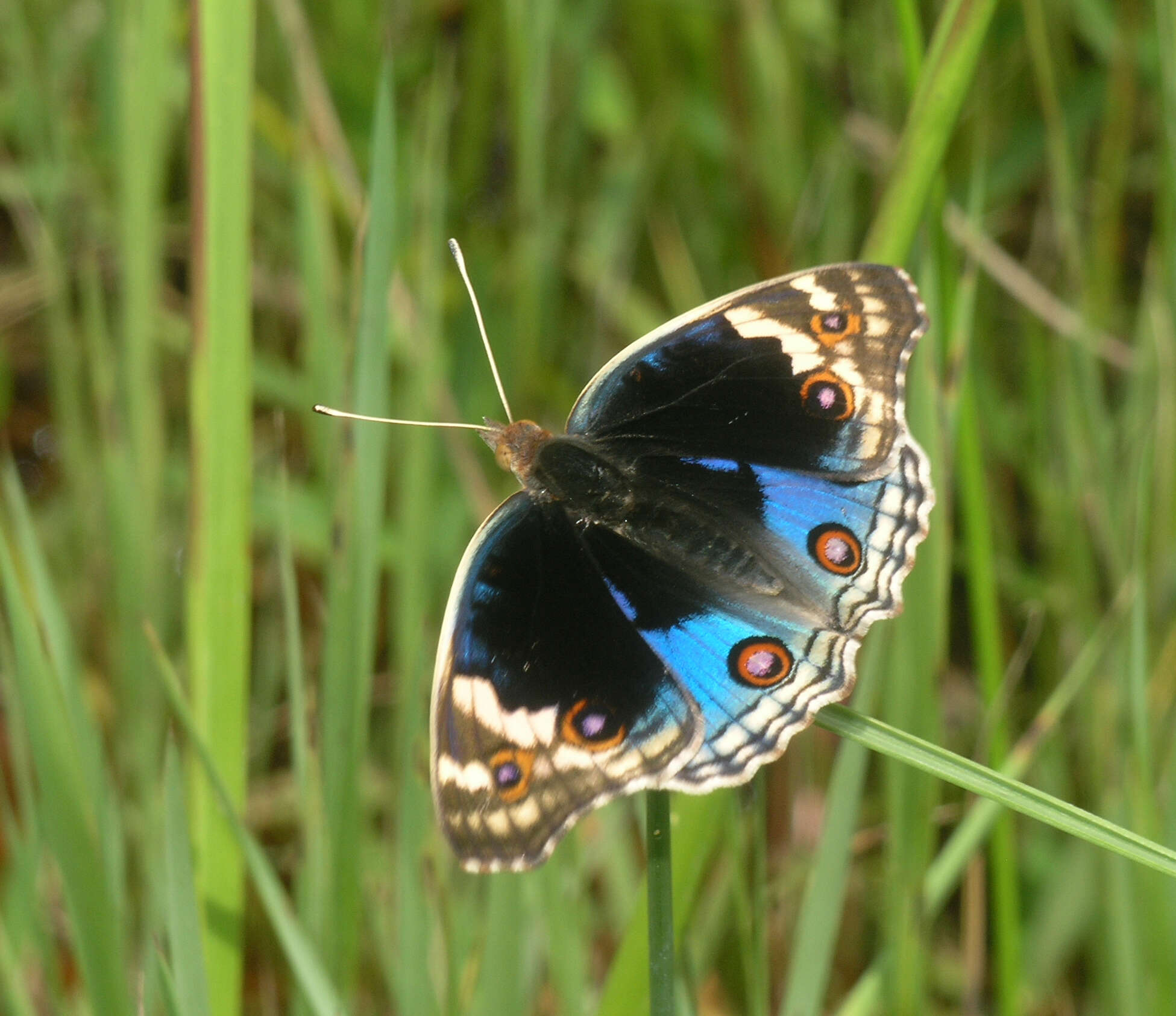 Image of Junonia orithya ocyale Hübner (1816)