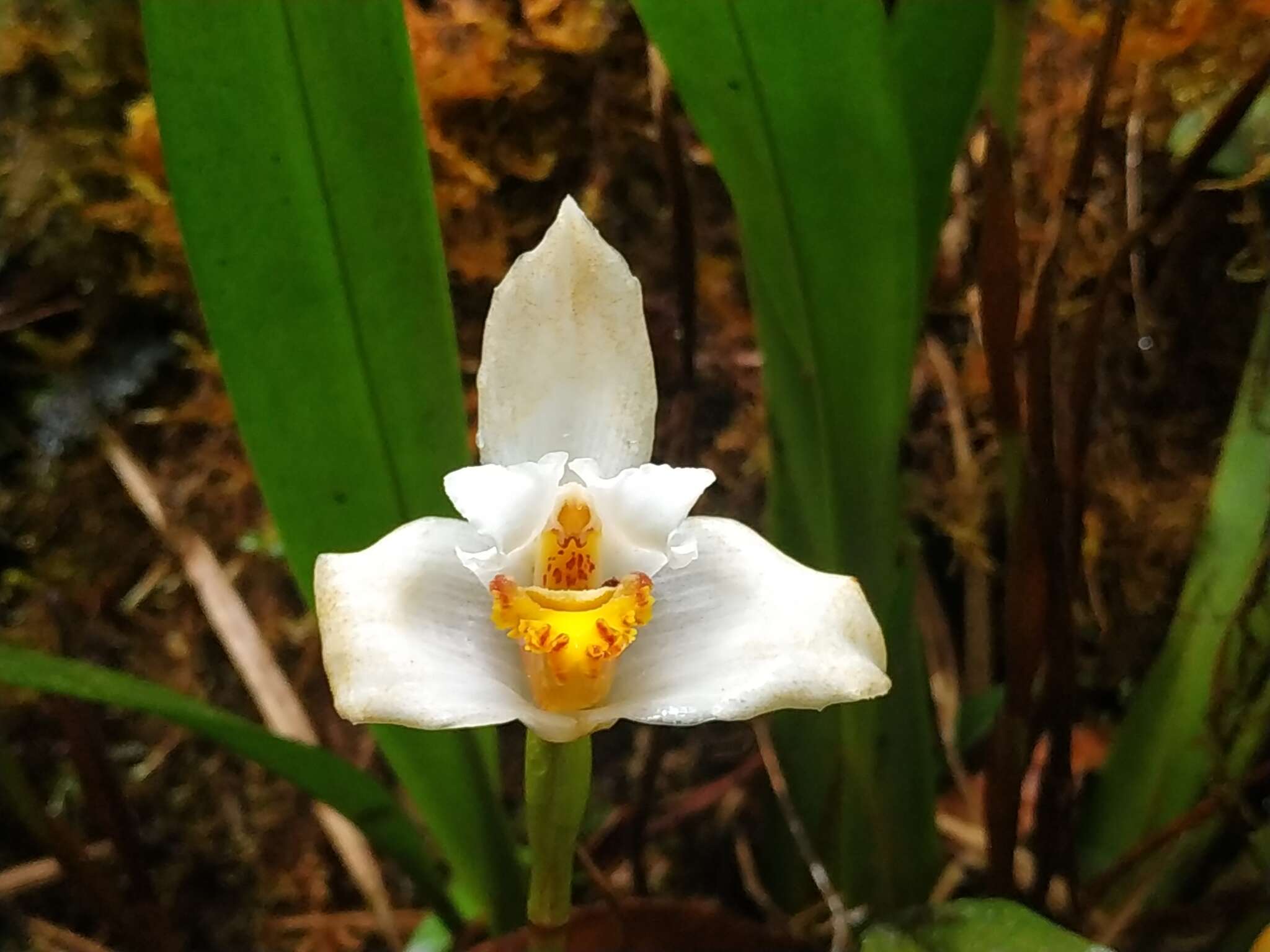 Sivun Maxillaria grandiflora (Kunth) Lindl. kuva