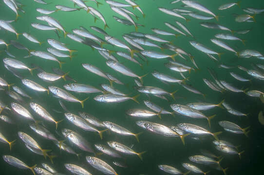 Image of Yellowtail horse mackerel