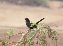 Turdus merula mauritanicus Hartert 1902 resmi