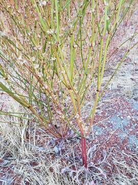 Image of slender woolly buckwheat