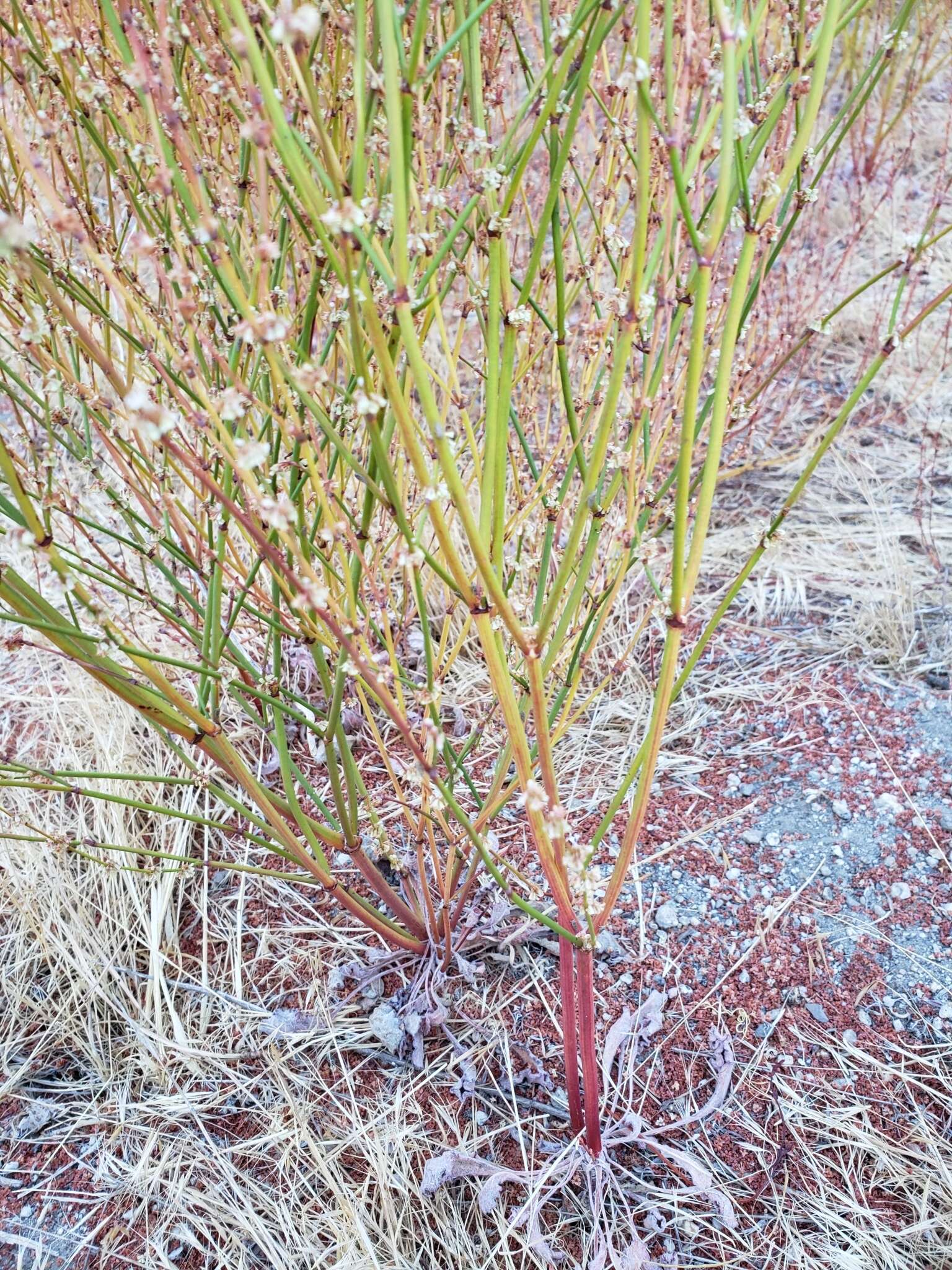 Image of slender woolly buckwheat