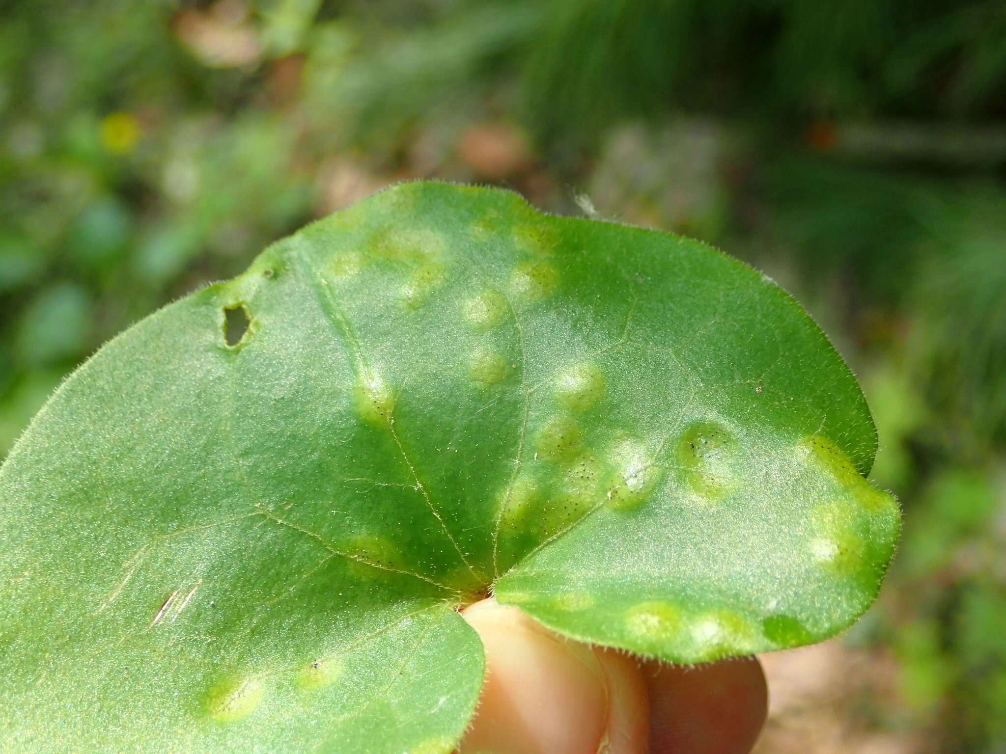 Imagem de Puccinia asarina Kunze 1817