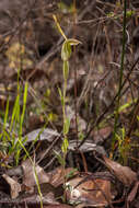 Image of Pterostylis pyramidalis Lindl.