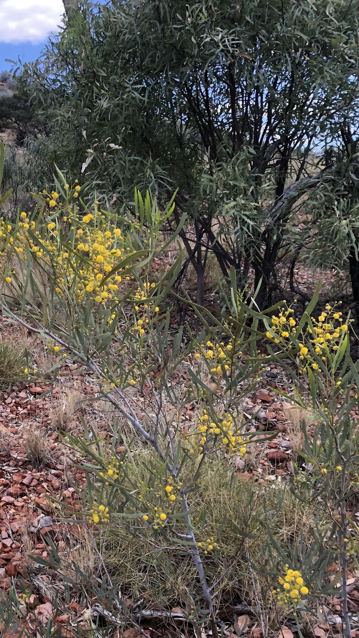 Plancia ëd Acacia murrayana F. Muell. ex Benth.