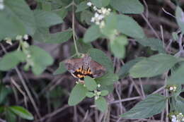 Image of Hypocala Moth