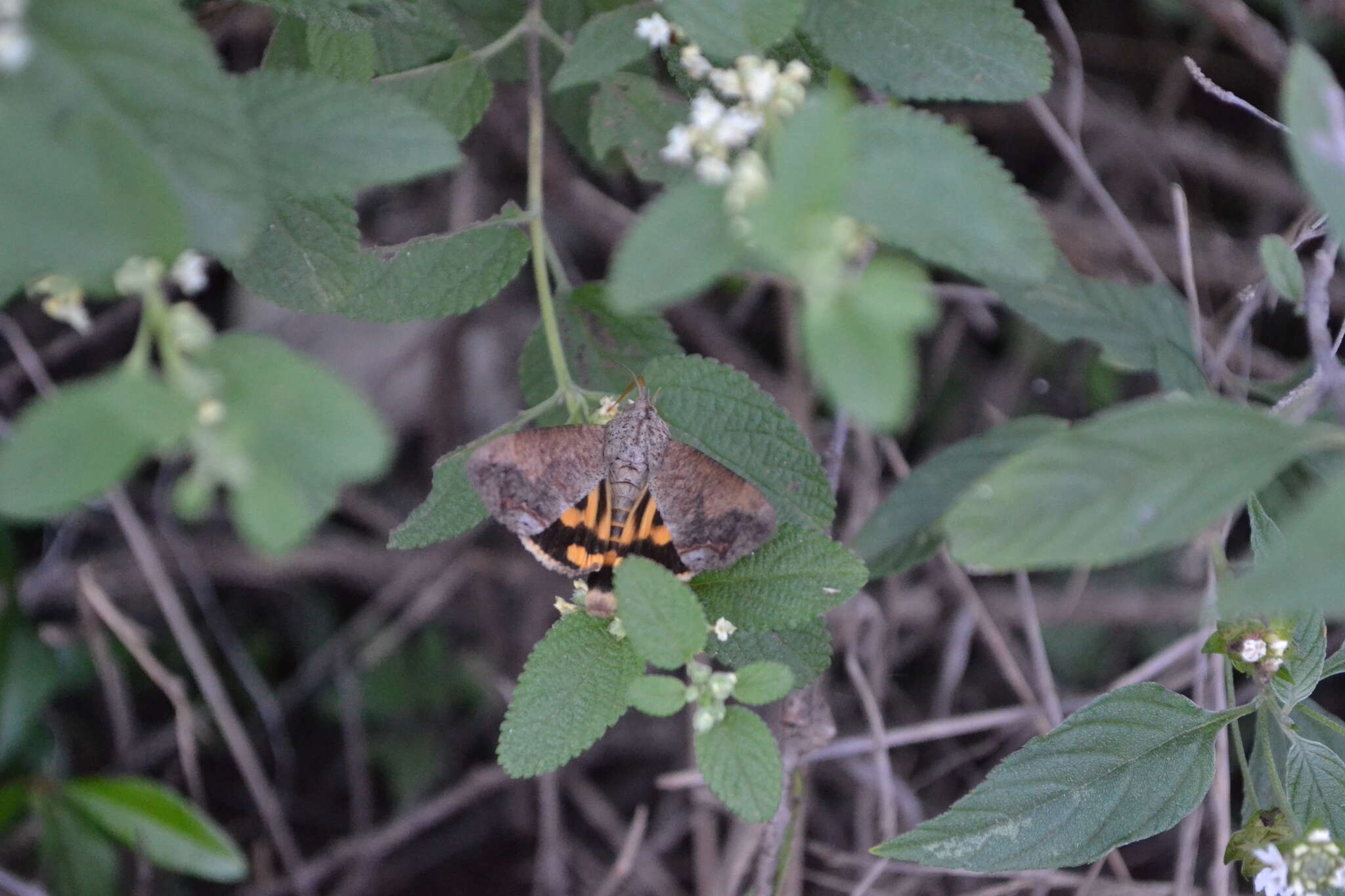 Image of Hypocala Moth