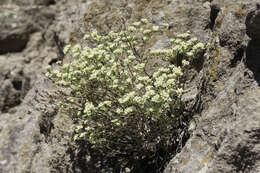 Image of James' buckwheat