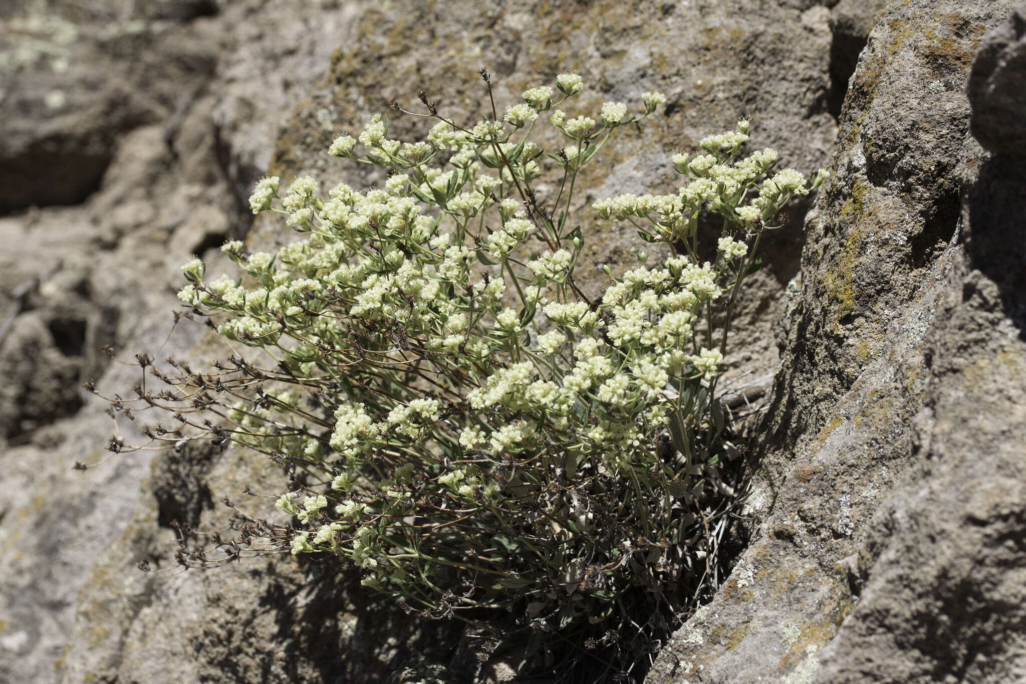 Image of James' buckwheat
