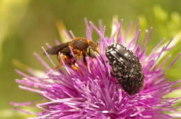 Image de Icteranthidium laterale (Latreille 1809)