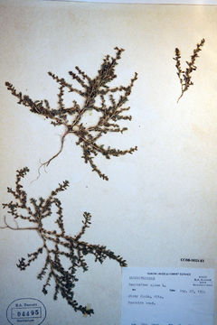 Image of prostrate pigweed