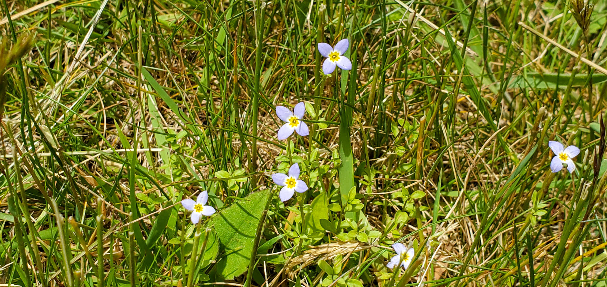 Image of thymeleaf bluet