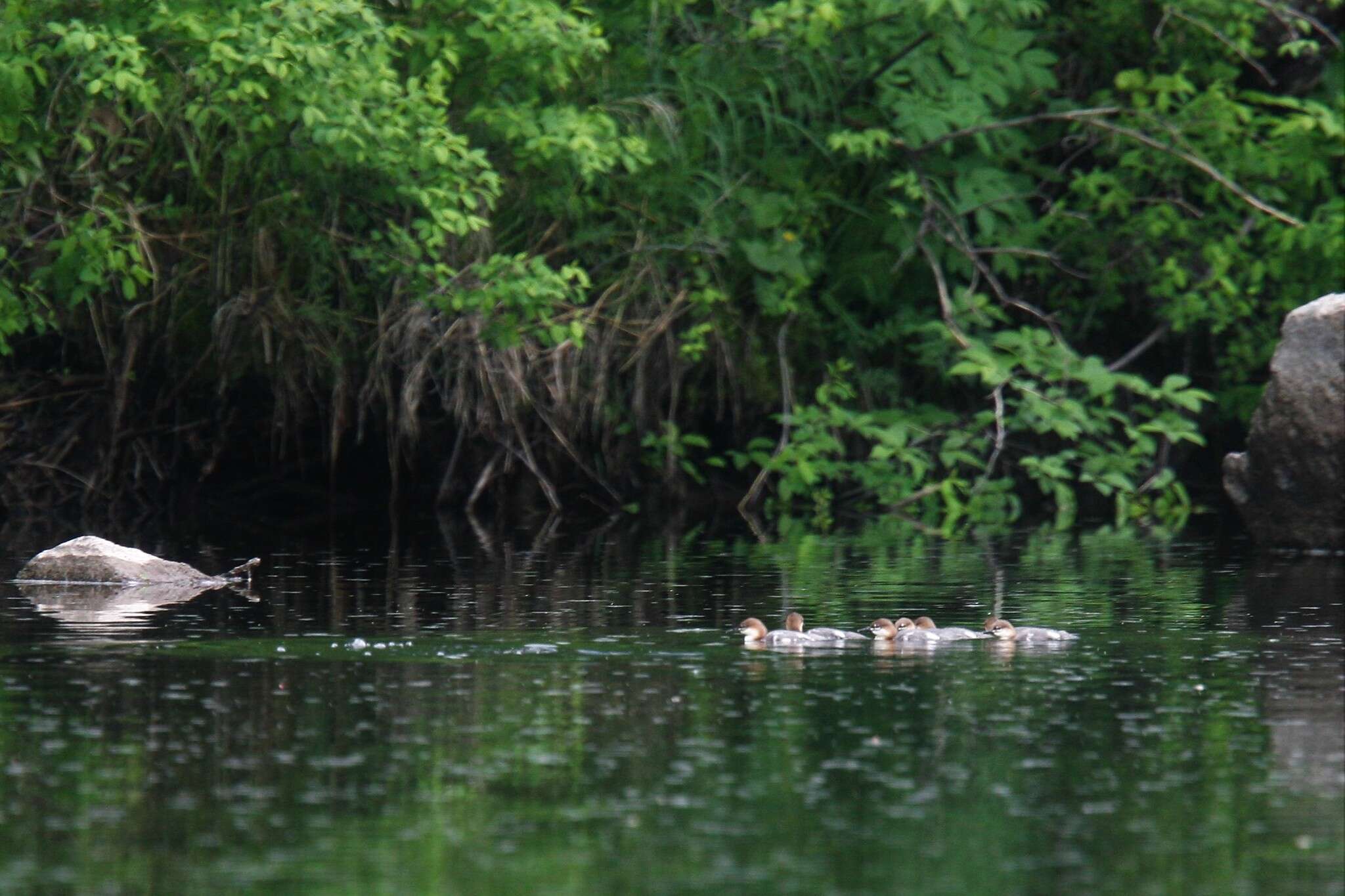 Image of Chinese Merganser