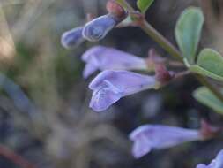Sivun Scutellaria antirrhinoides Benth. kuva