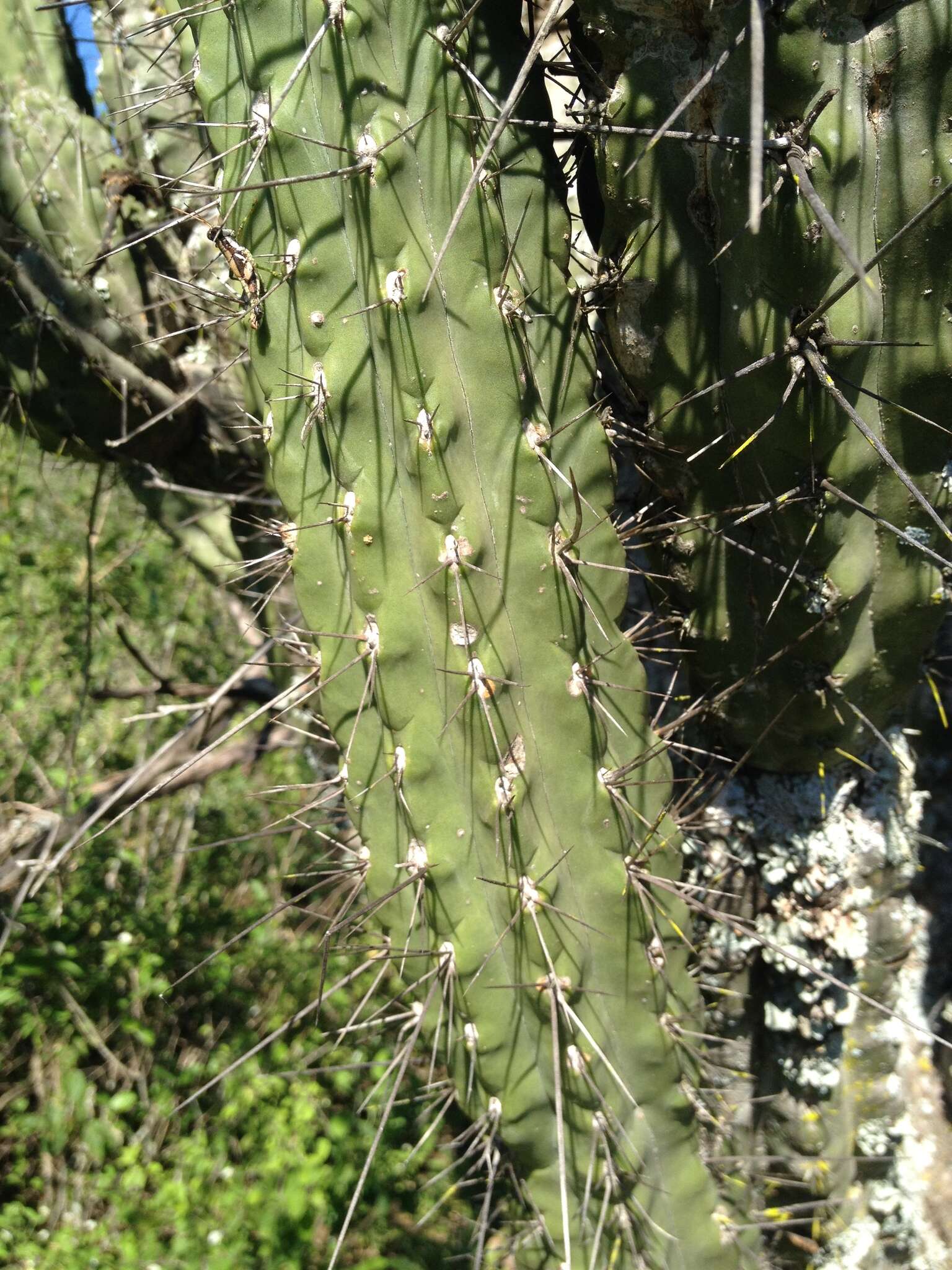 Image of Toothpick Cactus