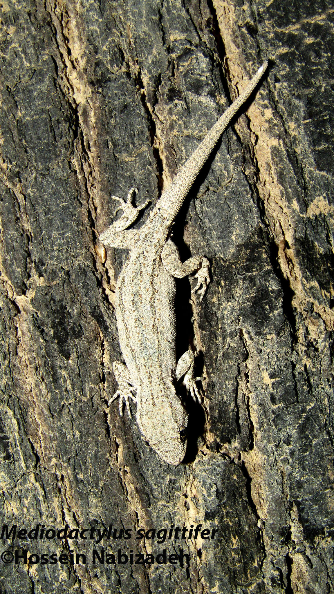 Image of Mediodactylus sagittifer (Nikolsky 1900)