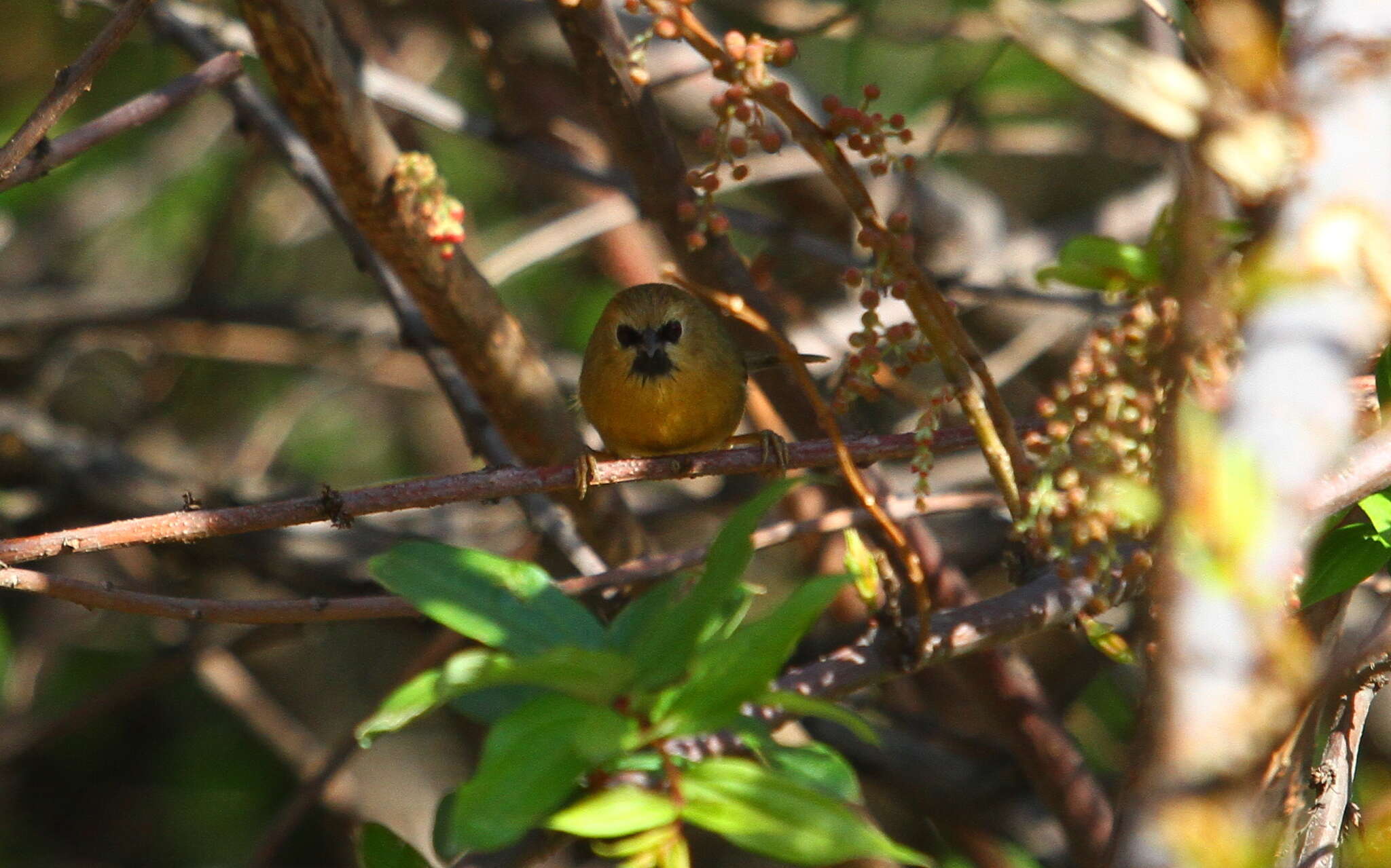 Image of Black-chinned Babbler