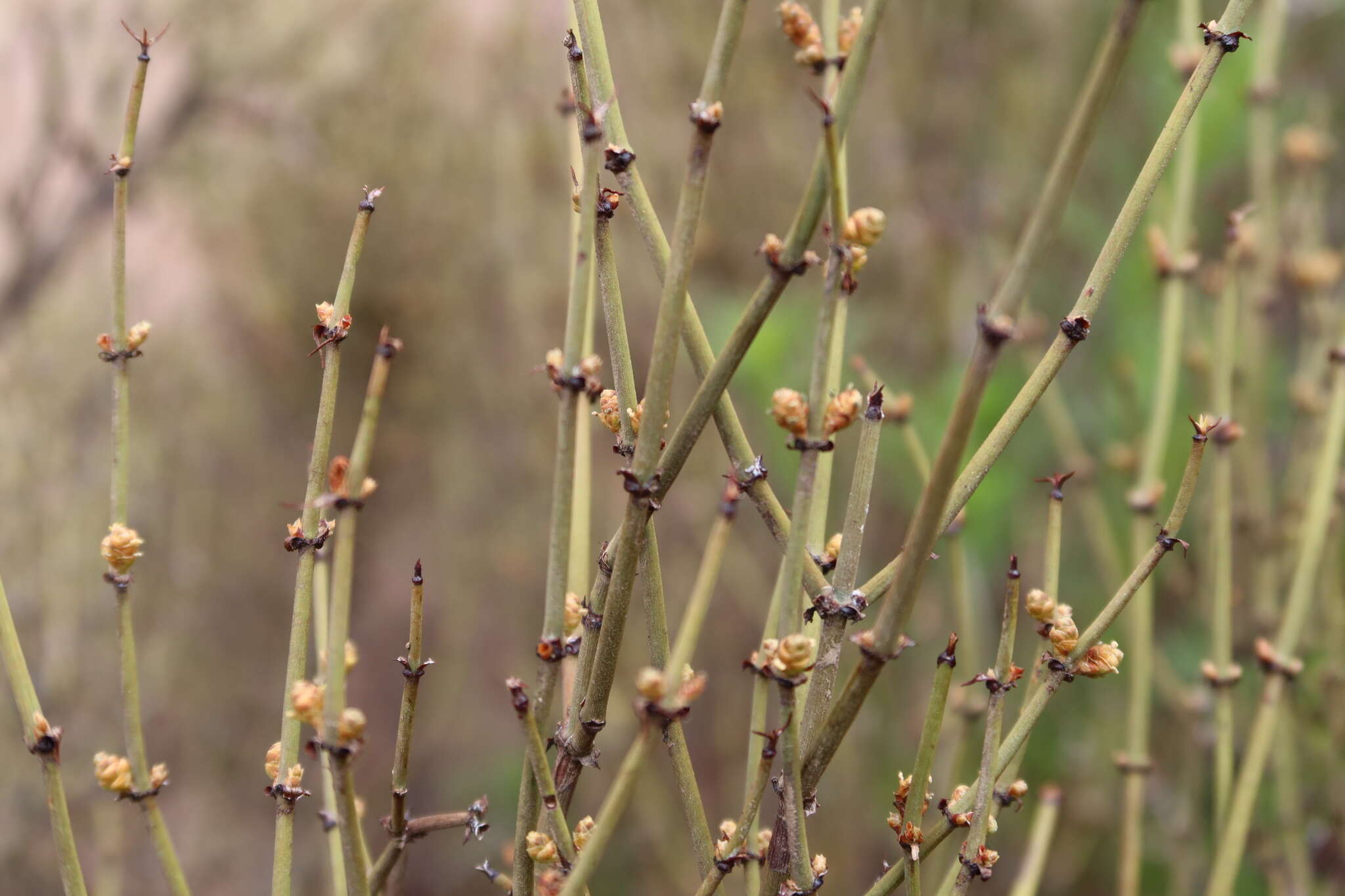 Image of Ephedra americana Humb. & Bonpl. ex Willd.