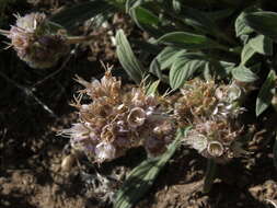 Image of Phacelia hastata subsp. hastata