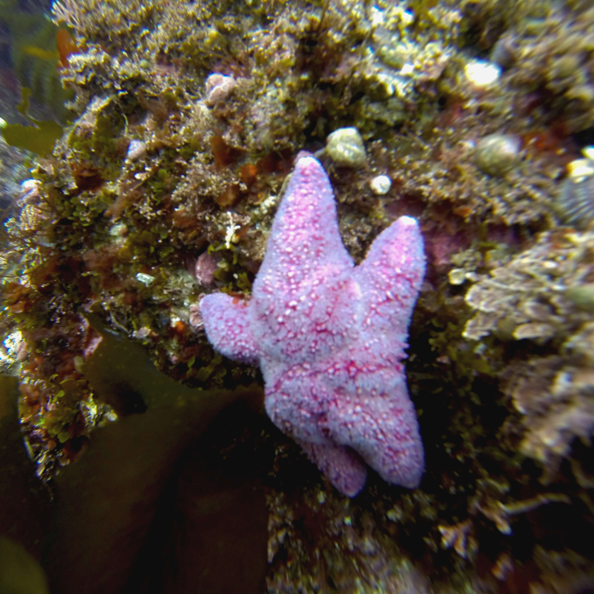 Imagem de Poraniopsis echinaster Perrier 1891