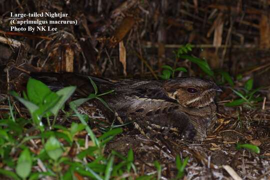 Image of Large-tailed Nightjar