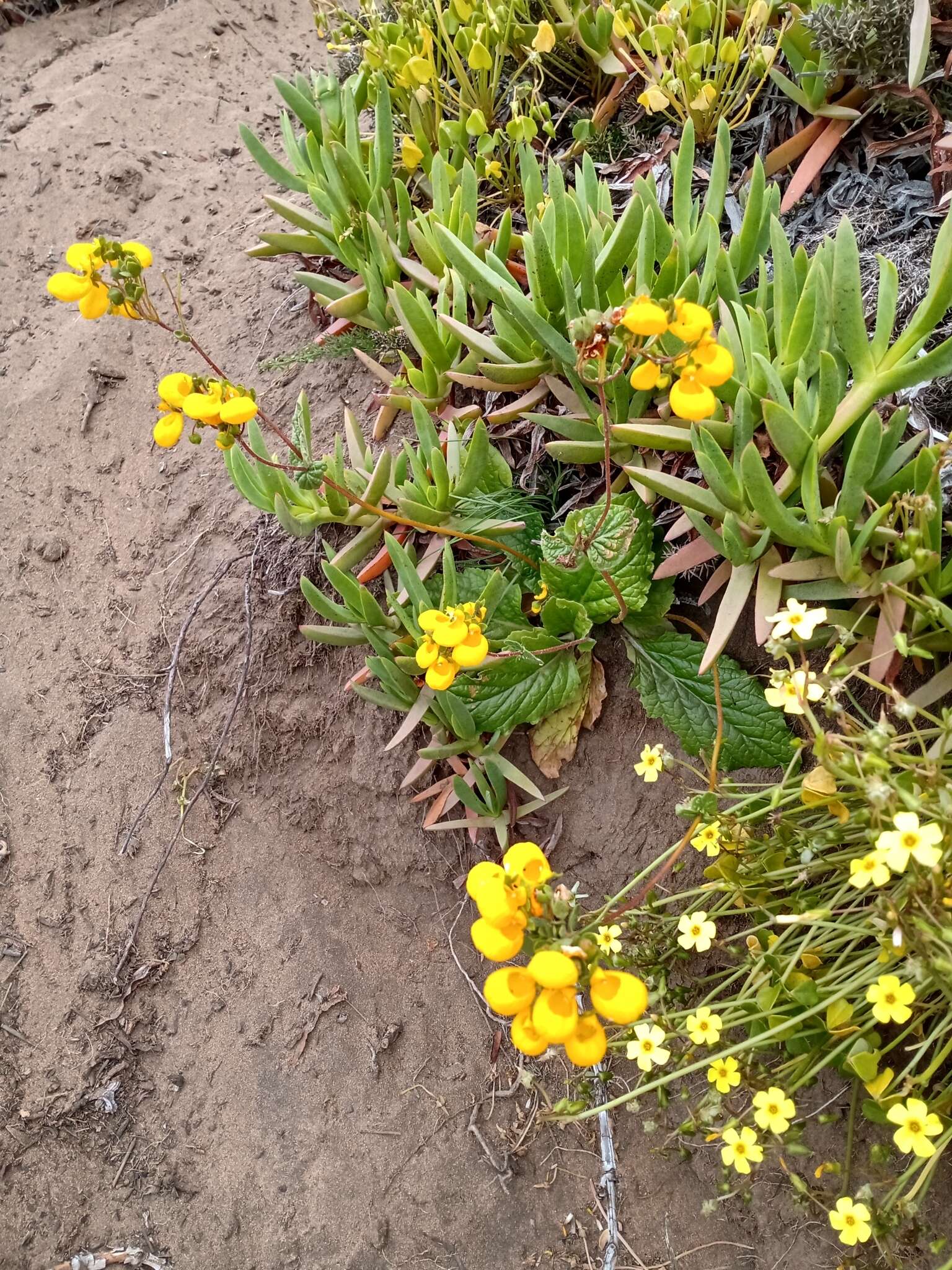 Image of Calceolaria corymbosa Ruiz & Pav.