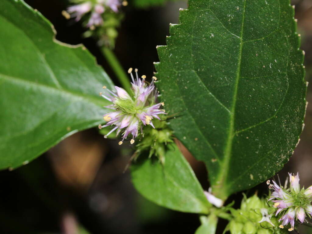 Image of Veronicastrum axillare var. simadai (Masam.) H. Y. Liu